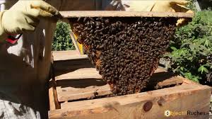 Essaim sur ruche Keniane
