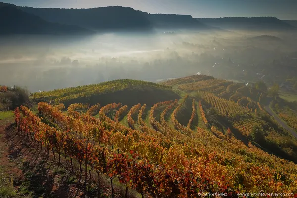 Vignoble de Marcillac en Aveyron