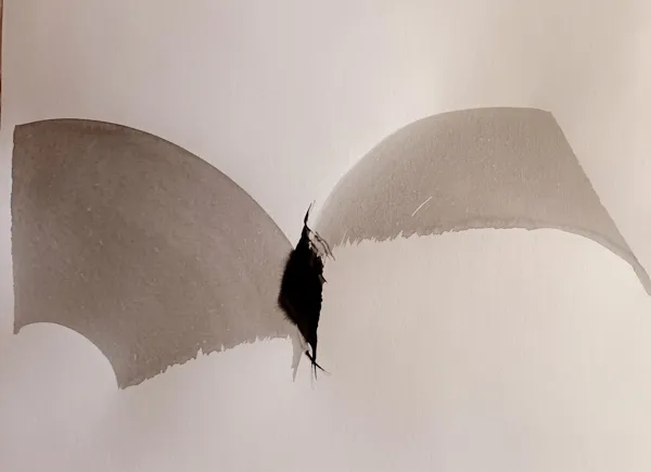 Calligraphie
